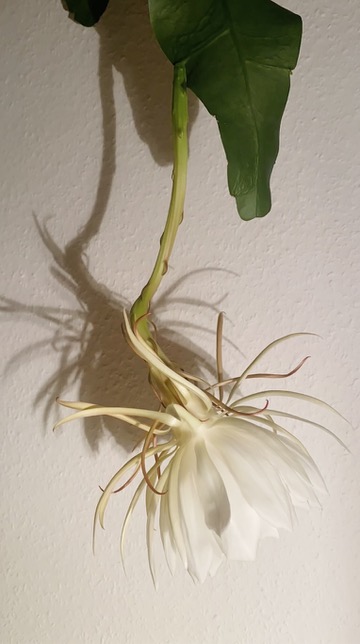 queen of the night cactus blooming Epiphyllum oxypetalum 8